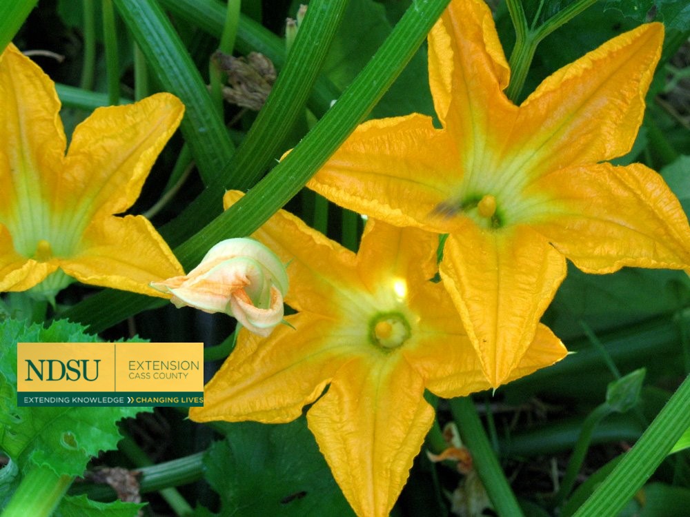 Why Don’t the First Cucumber and Squash Blossoms Set Fruit? Everybody
