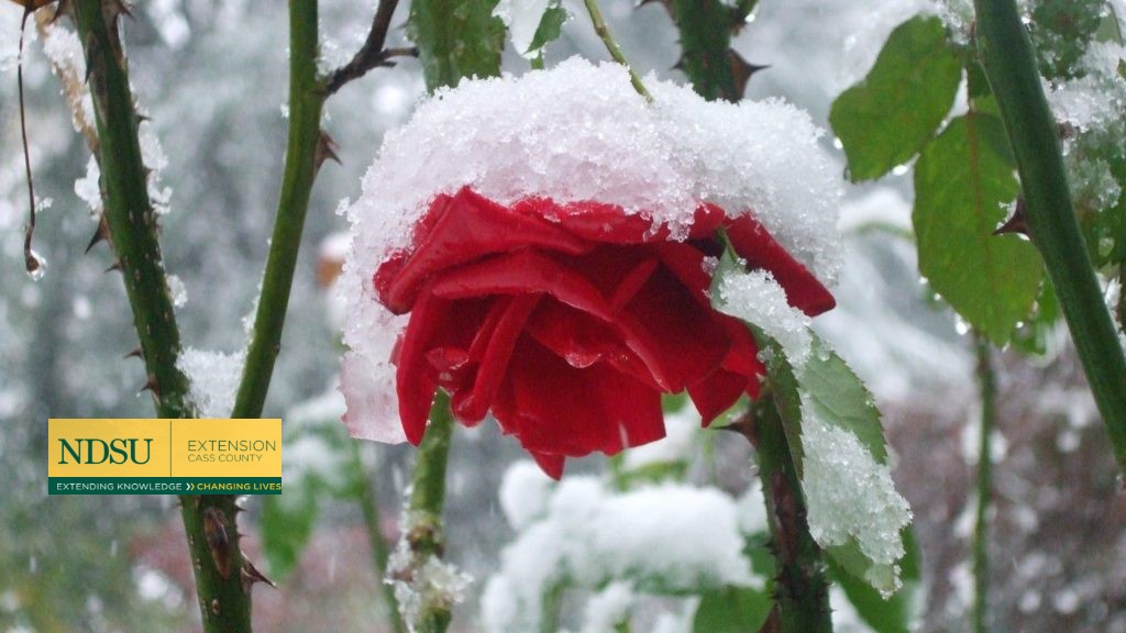 Winterizing Roses in November Everybody's Yard & Garden Guide