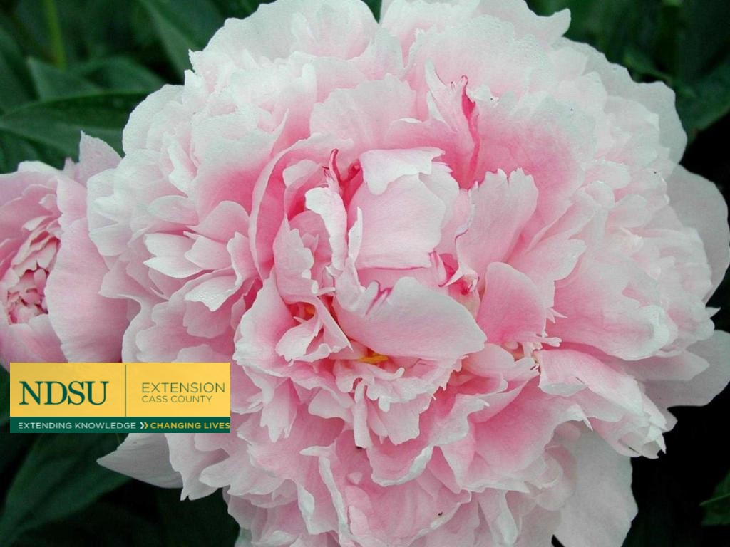 How Often Should Peonies Be Divided? Everybody's Yard & Garden Guide