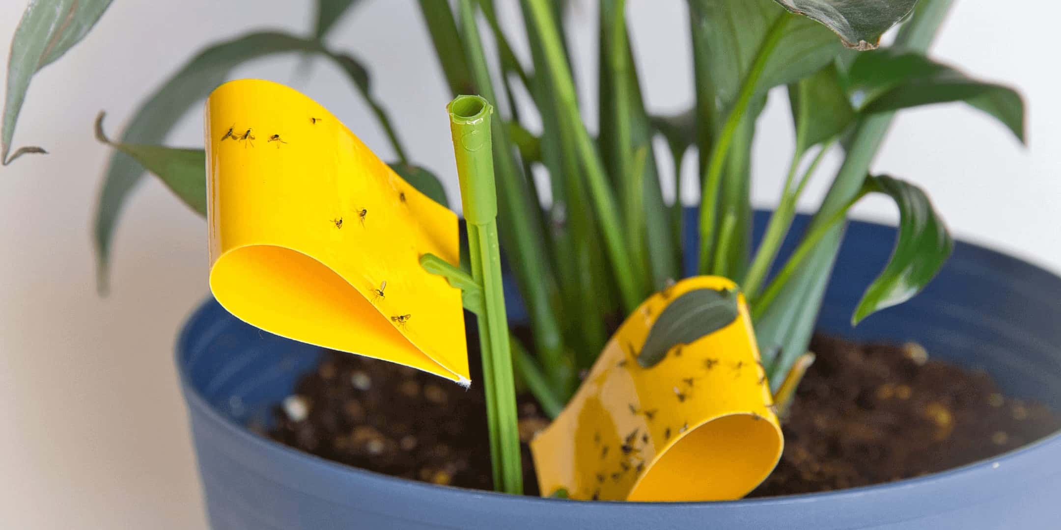 How to Get Rid of Gnats in Houseplants