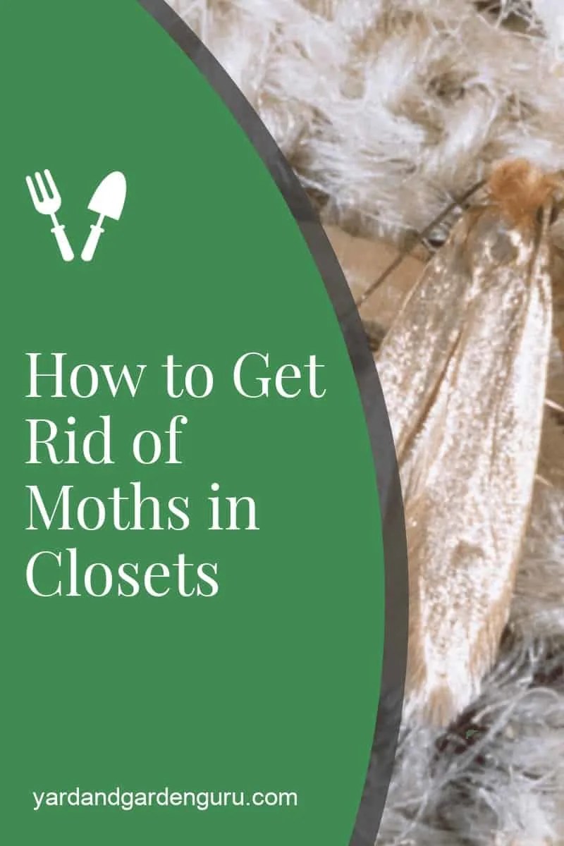 How to Get Rid of Moths in Closets