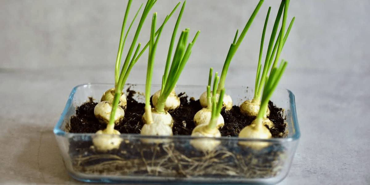 How To Grow Onions In Pots