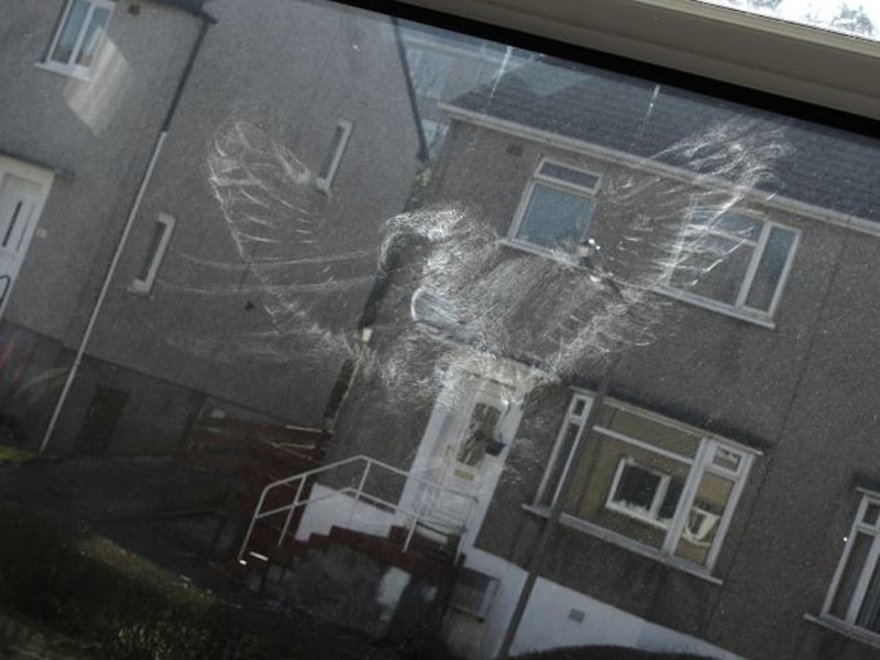 Bird Hits Window What To Do
