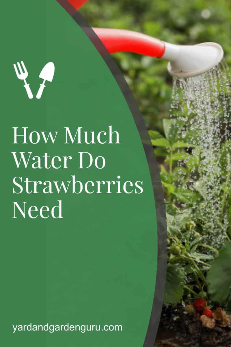 skiddaddledesigns How Much Sun Do Raspberries Need