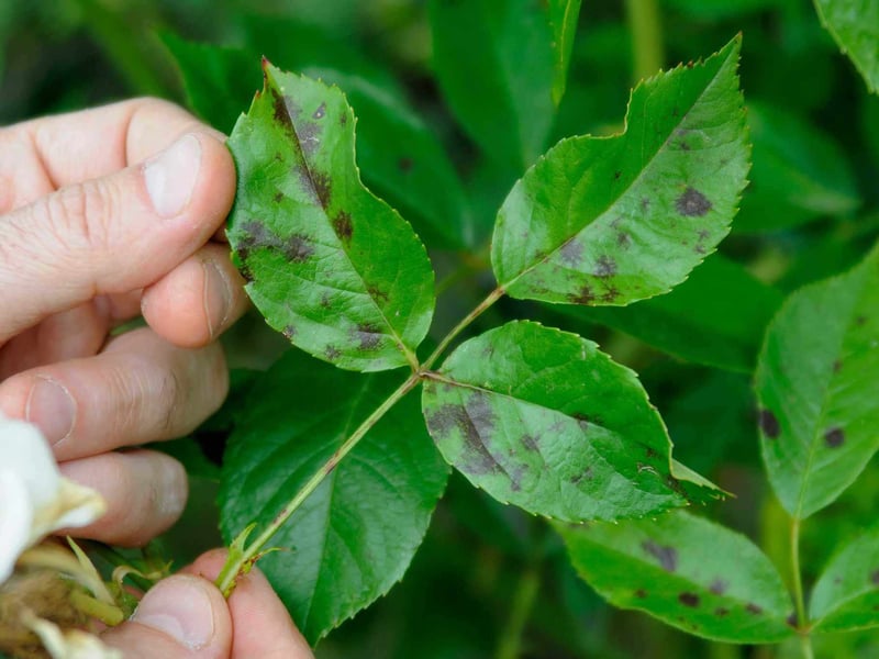 How To Treat Blackspot On Roses