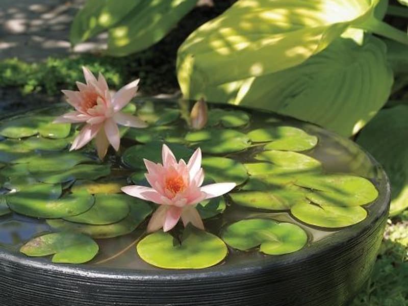How To Grow Water Lilies