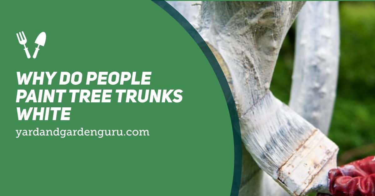 Why Do People Paint Tree Trunks White