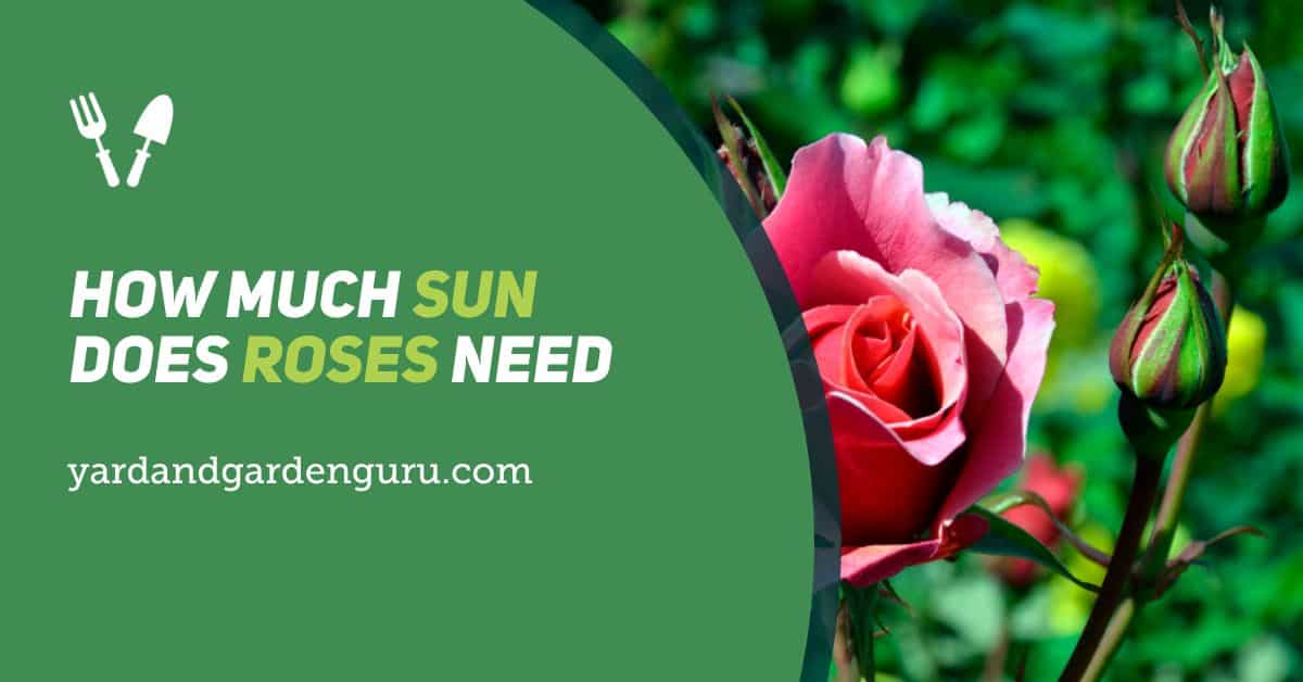 How Much Sun Does Roses Need
