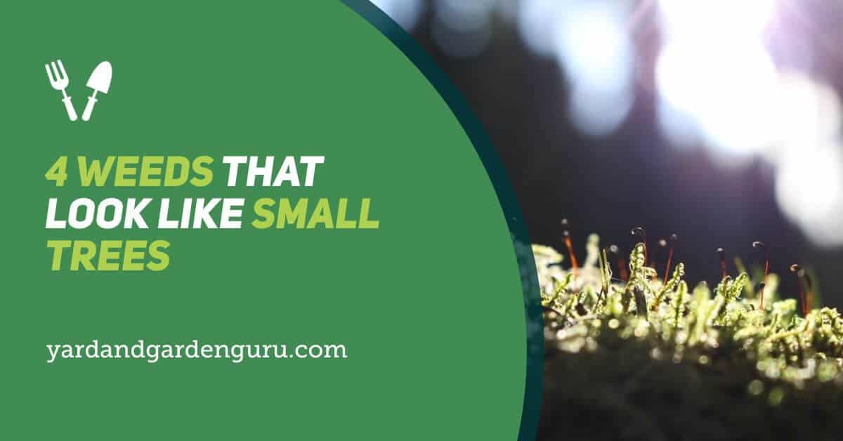 4 Weeds That Look Like Small Trees