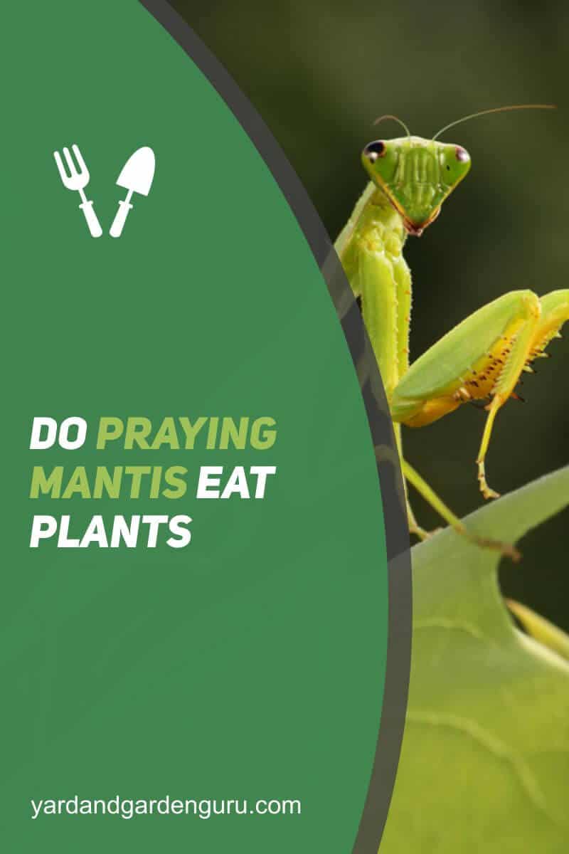 Do Praying Mantis Eat Plants
