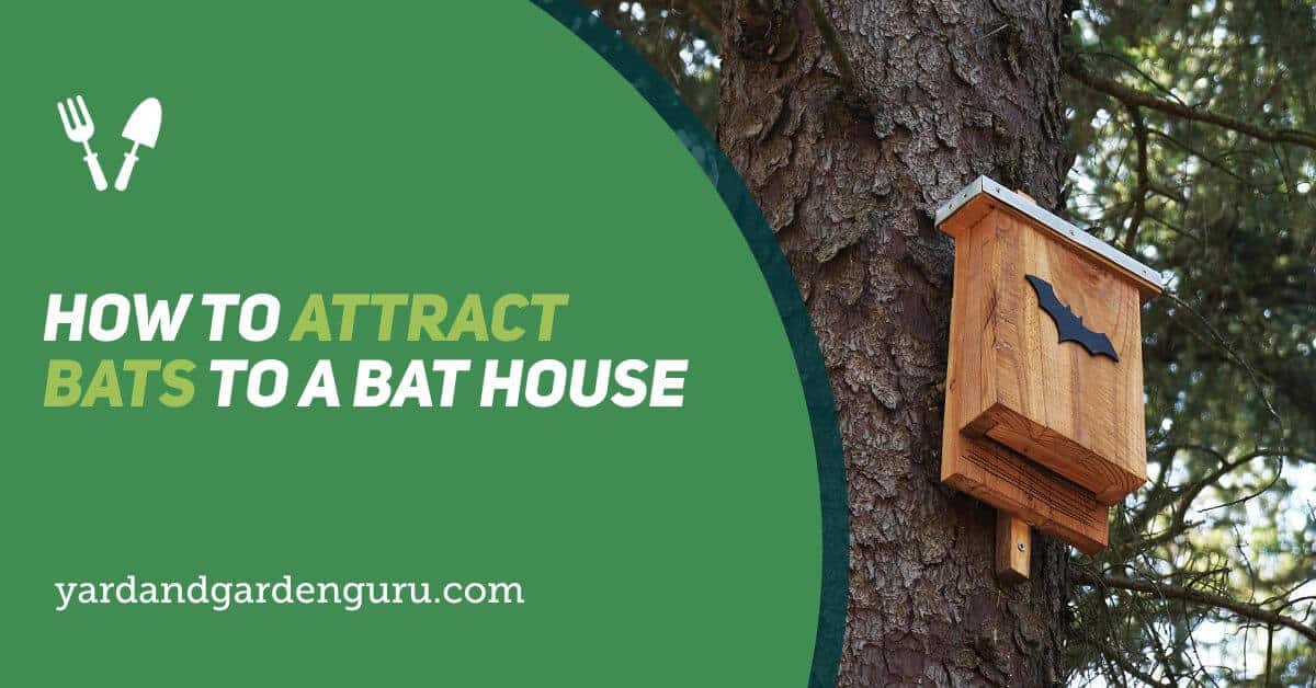 How To Attract Bats To A Bat House