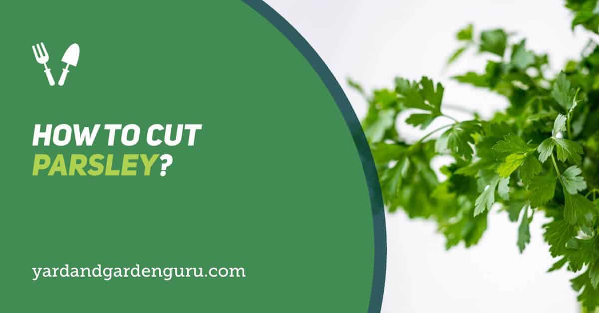 How To Cut Parsley