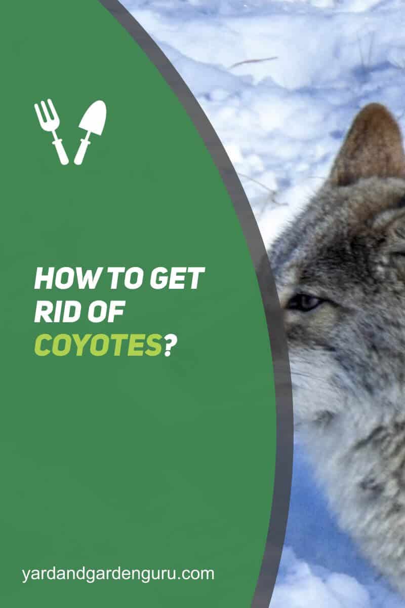How To Get Rid Of Coyotes?