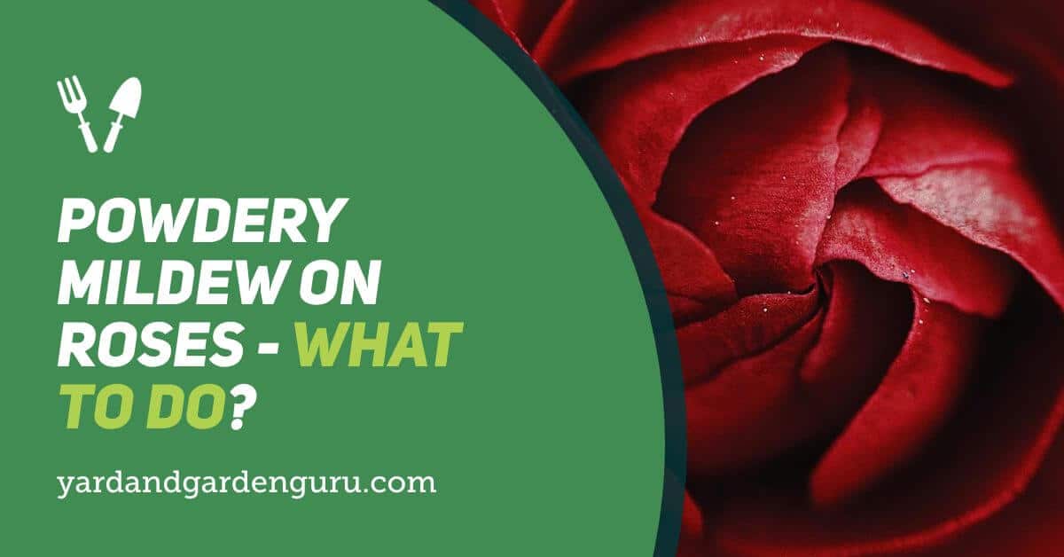 Powdery Mildew On Roses What to Do?