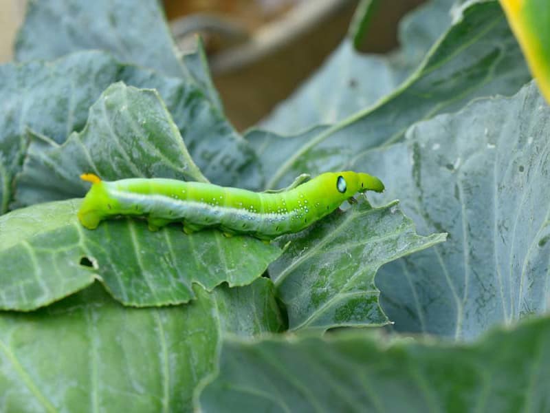 How To Get Rid Of Cabbage Worms