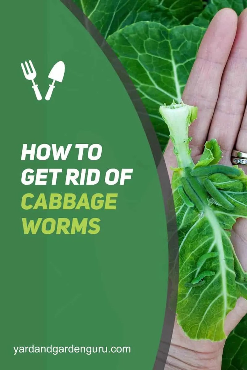 How To Get Rid Of Cabbage Worms