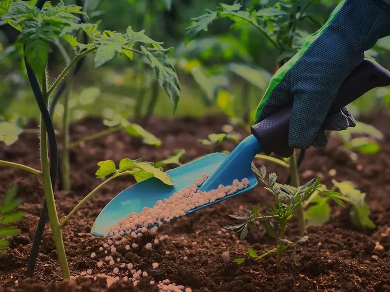 Are Coffee Grounds Good For Tomato Plants