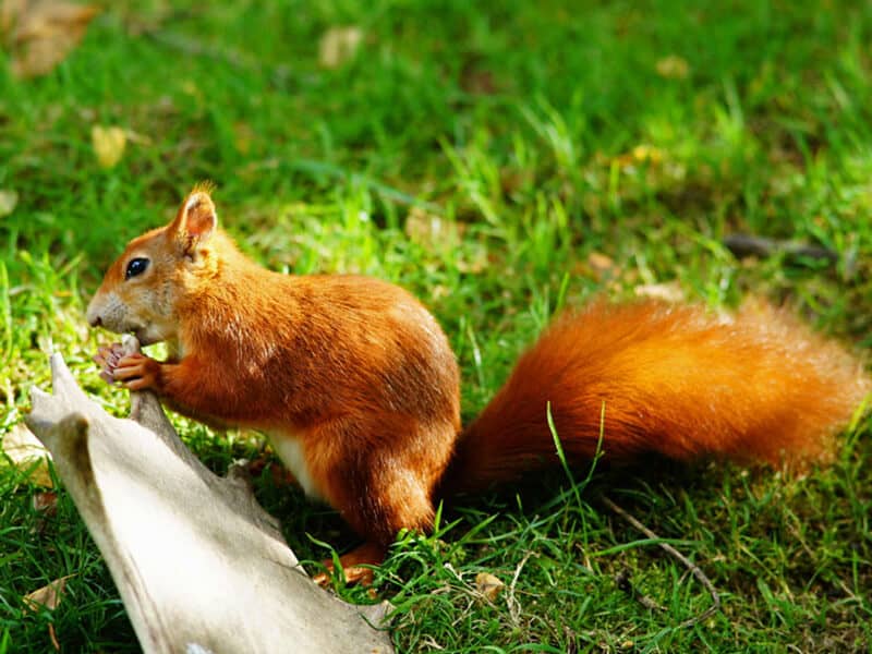 Can You Eat Squirrel From Your Backyard