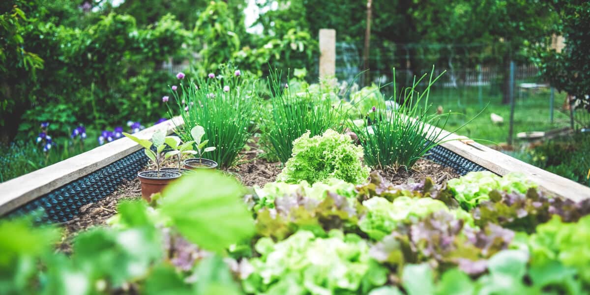 Planting Schemes For Raised Beds