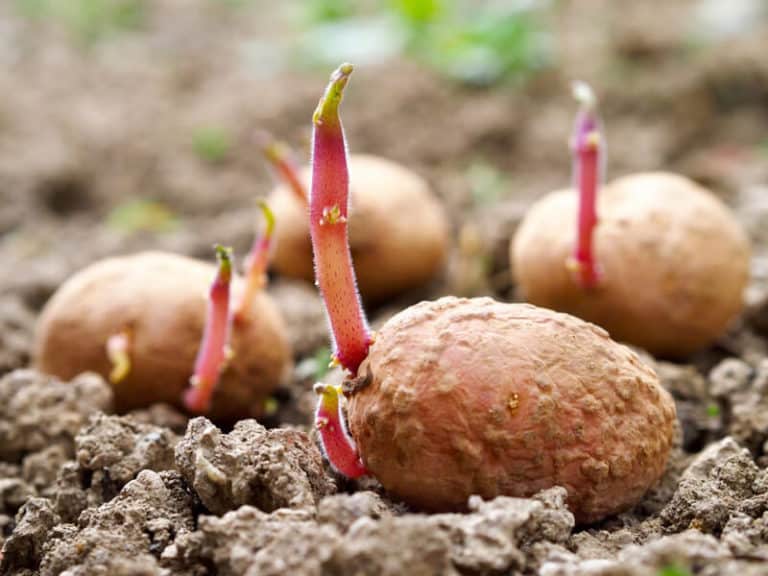 Can You Eat Potatoes With Sprouts