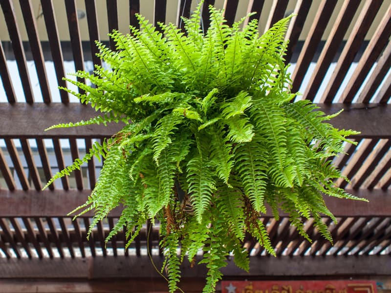 Do Japanese Ferns Need A Lot Of Water at Debbie Lester blog