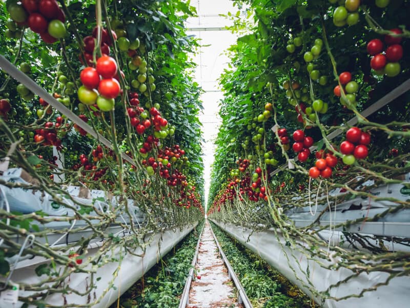 Tomatoes Square Foot Gardening