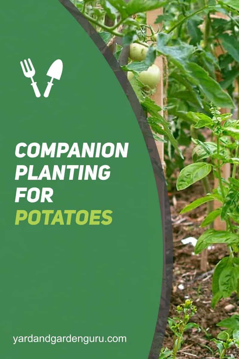Companion Planting For Potatoes