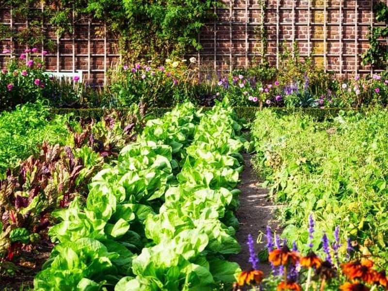 16 Fastest Growing Vegetables
