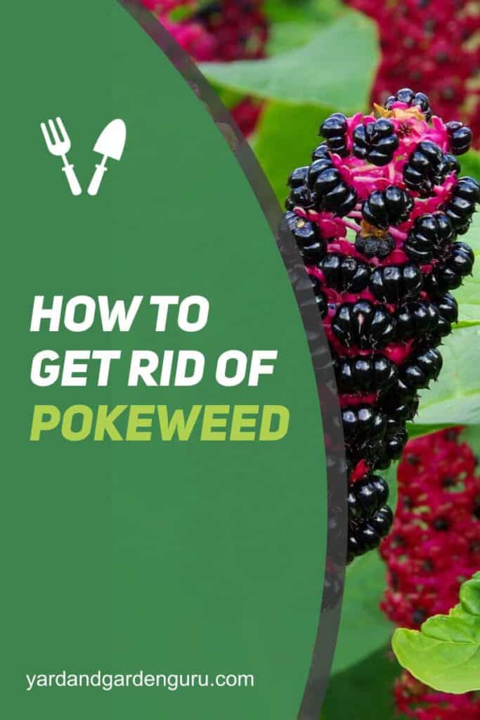 How To Get Rid Of Pokeweed The Right Way