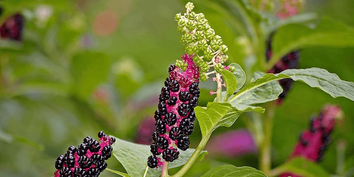 How To Get Rid Of Pokeweed The Right Way