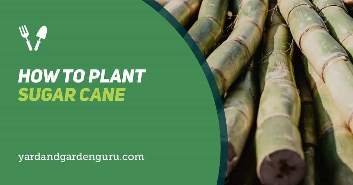 How To Plant Sugar Cane
