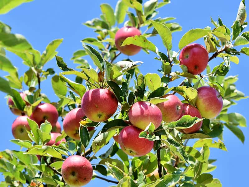 When To Spray Fruit Tree