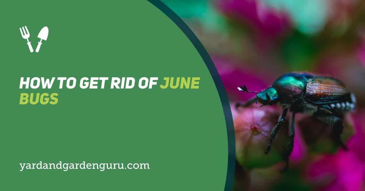 How To Get Rid Of June Bugs On Fruit Trees at Marion Blanding blog