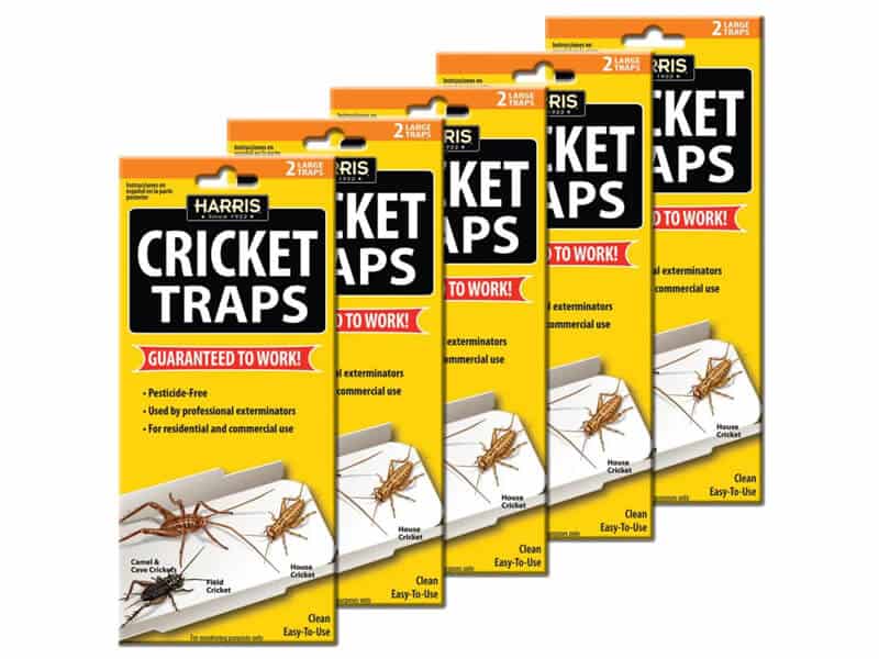 How To Get Rid Of Crickets In Basement
