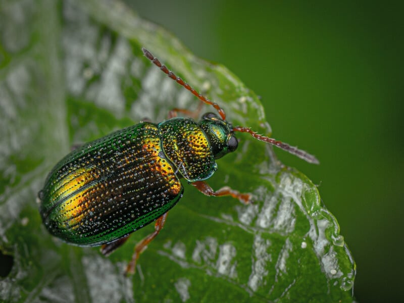 How To Get Rid Of June Bugs