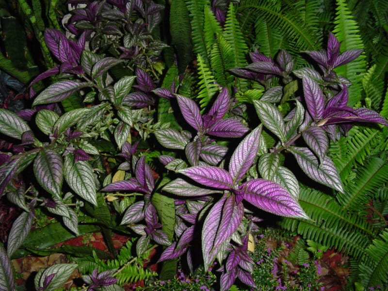 Plant With Purple And Green Leaves Guide