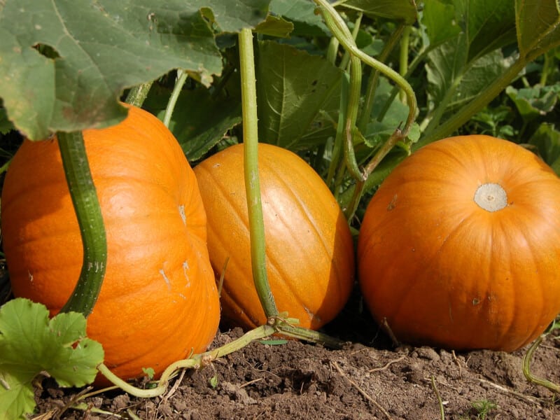 Pumpkin Leaves Turning Yellow What to Do?