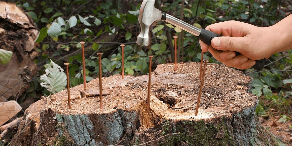 Do Copper Nails Kill Trees