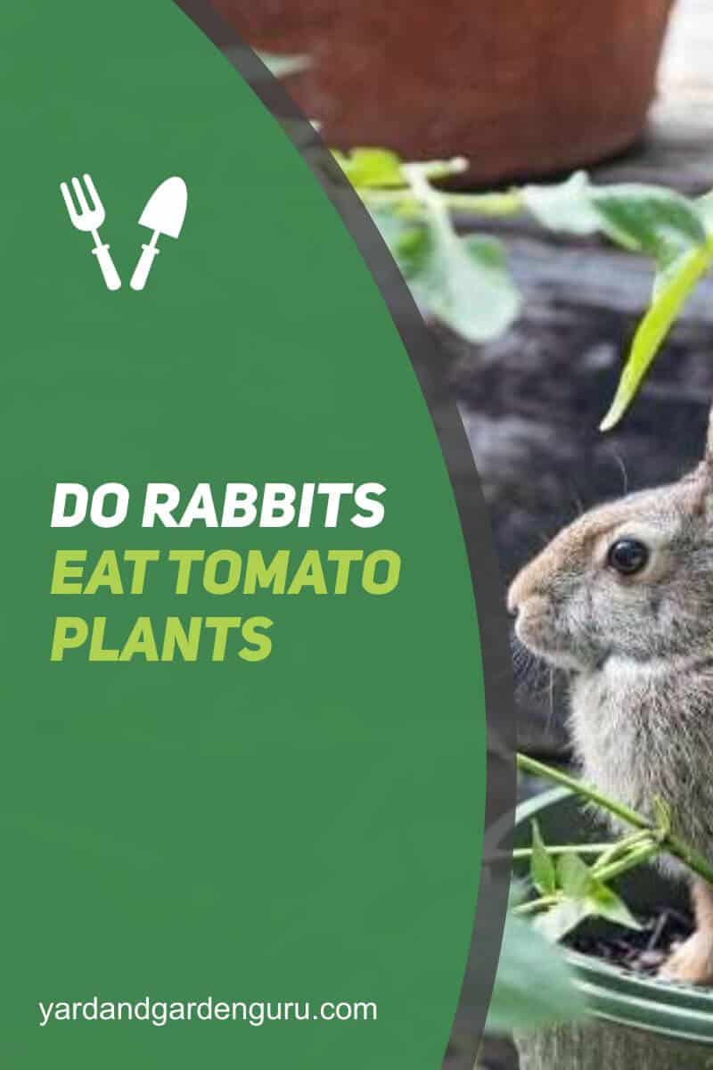 Do Rabbits Eat Tomato Plants