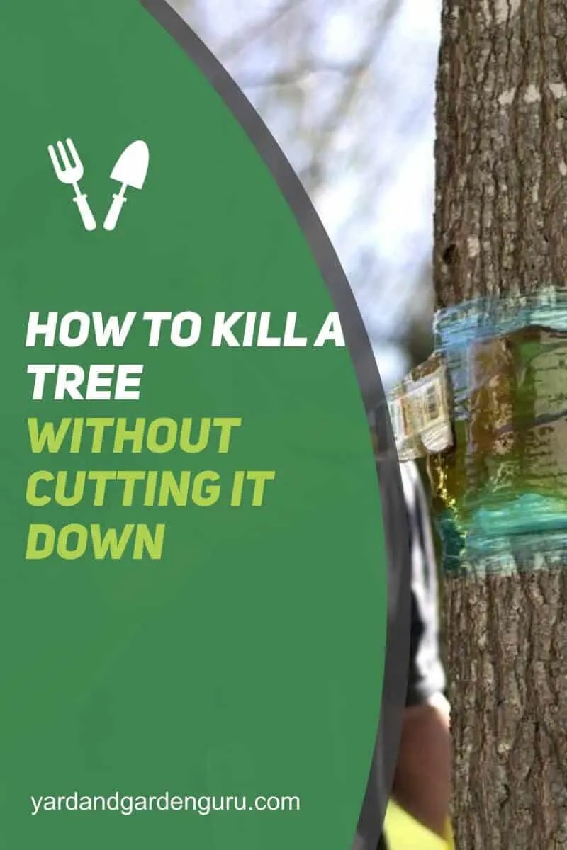 How To Kill A Tree Without Cutting It Down