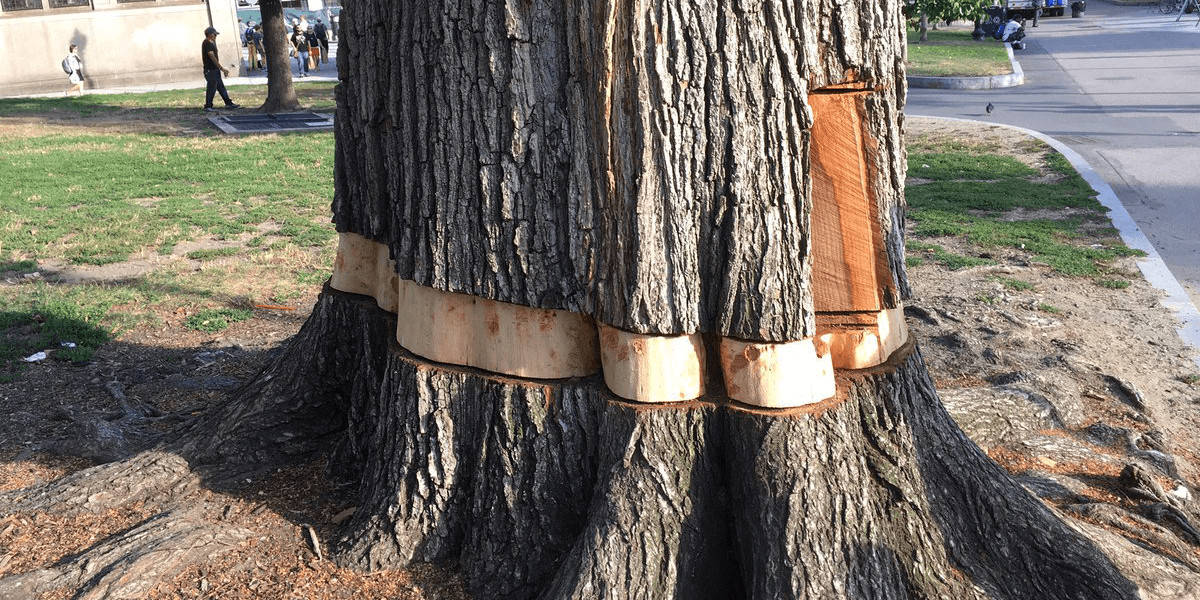 How To Kill A Tree Without Cutting It Down