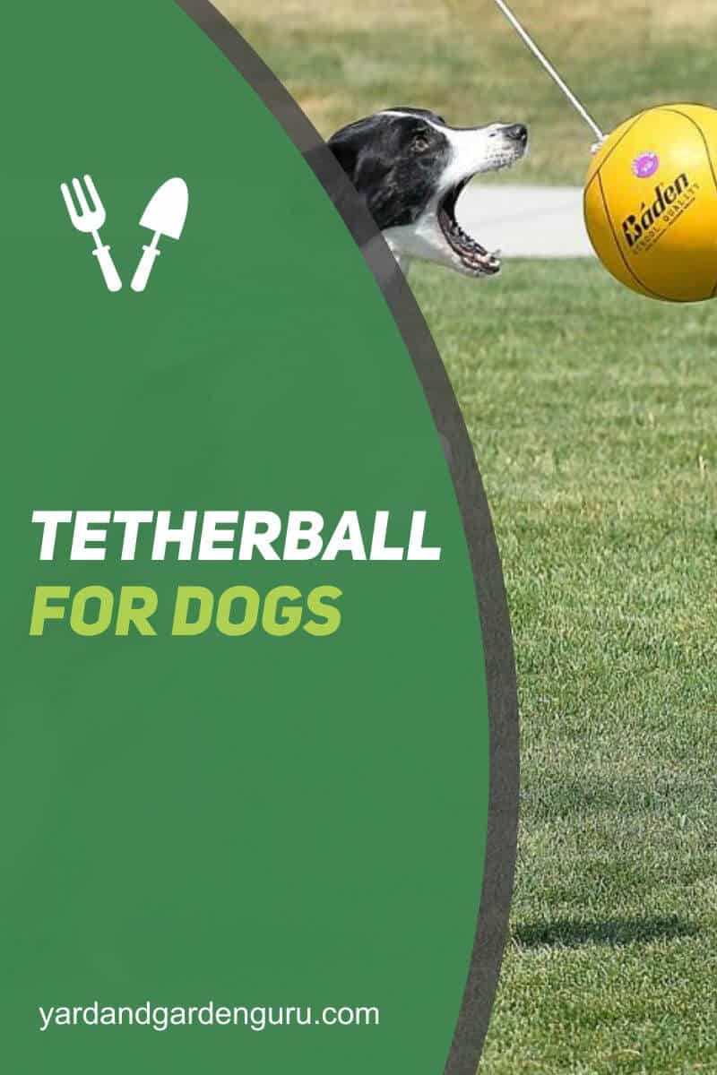 Tetherball for Dogs Turn Your Backyard into a Playground