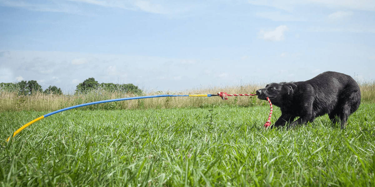 Tetherball for Dogs Turn Your Backyard into a Playground