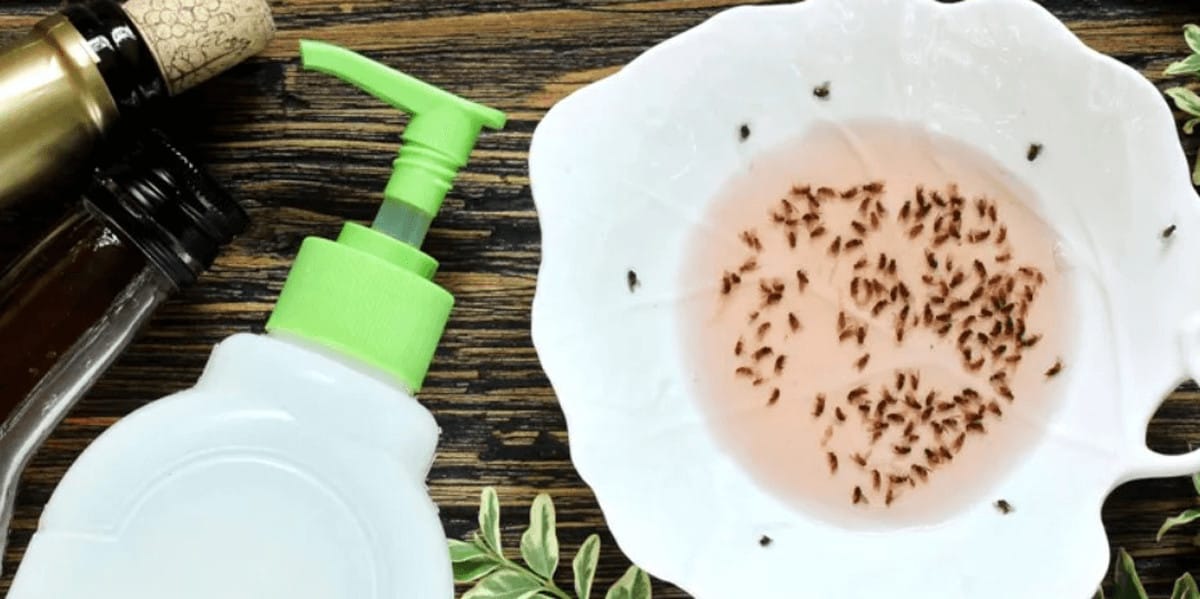How To Get Rid Of Fruit Flies With Hydrogen Peroxide