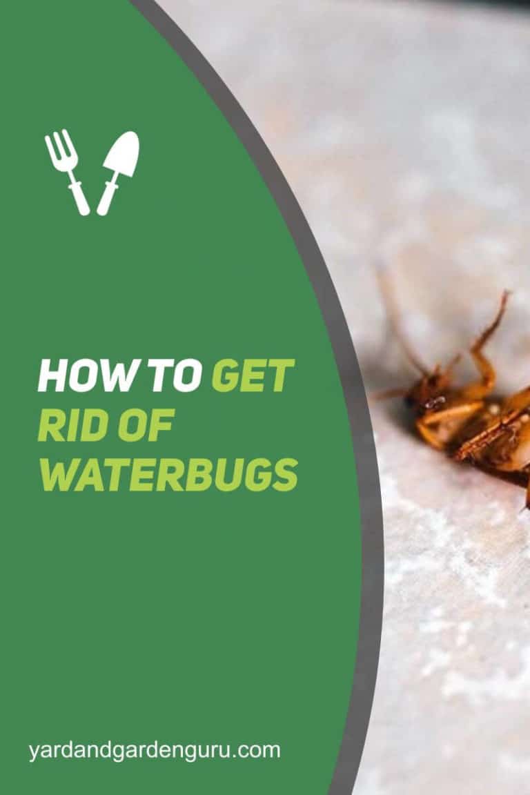How To Get Rid Of Waterbugs