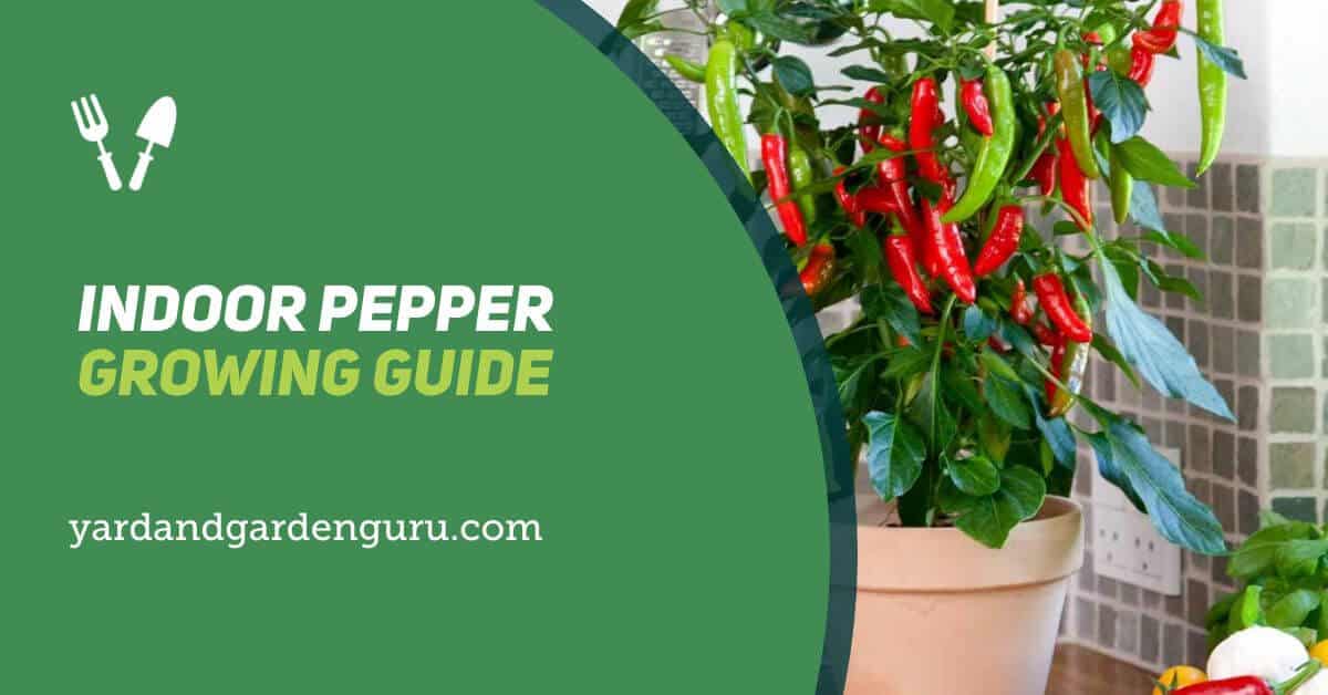 Indoor Pepper Growing Guide