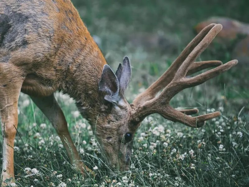 When To Plant Turnips For Deer