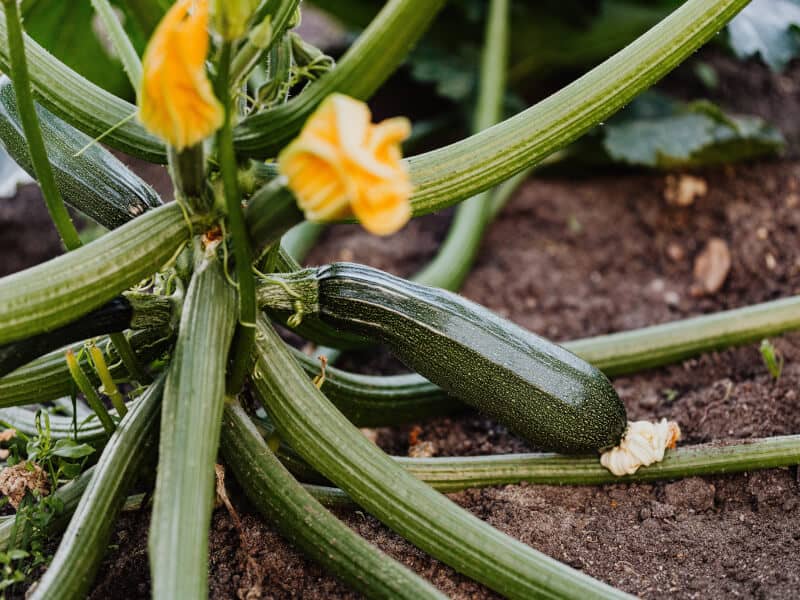 When To Harvest Squash