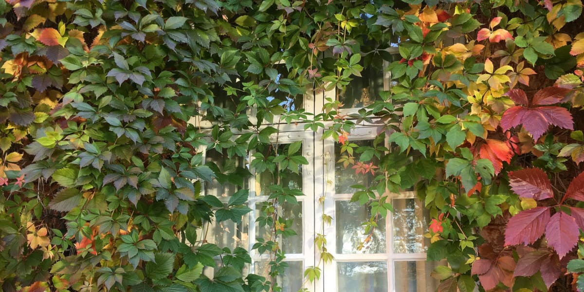 How To Kill Virginia Creeper