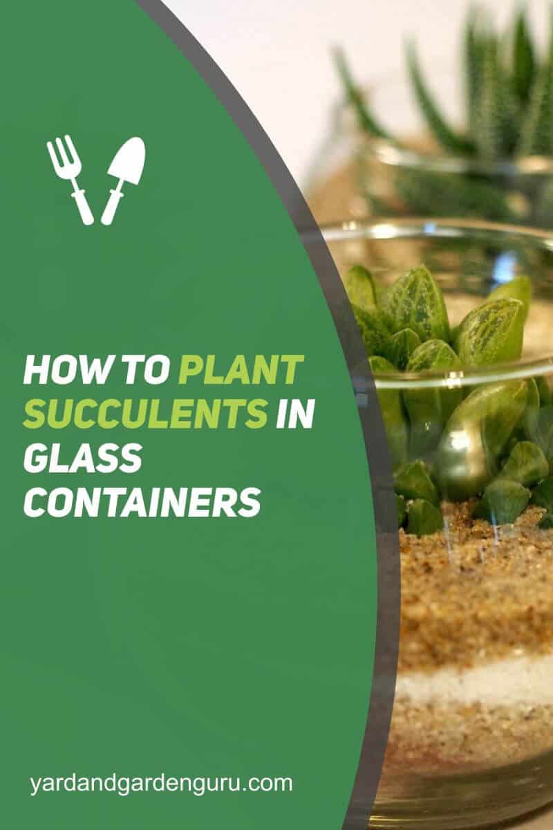 How To Plant Succulents In Glass Containers